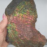 Image for Natural Canadian Ammolite Iridescent Gemstone Fossil Rainbow Color LARGE 793 grams